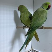 Yavru Garantili Pakistan Papağanı Çiftler