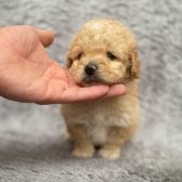 Kore Kanı Muhteşem Yüz Hattına Sahip Toy Poodle
