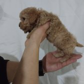 Erkek&Erkek Toy Poodle