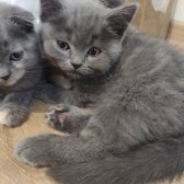 Oyuncu 2 Aylık Kedi