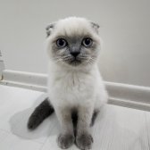 Scottish Fold Blue Point Sıfır Kulak 2.5 Aylik