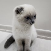 Scottish Fold Blue Point Sıfır Kulak 2.5 Aylik