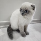 Scottish Fold Blue Point Sıfır Kulak 2.5 Aylik