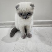 Scottish Fold Blue Point Sıfır Kulak 2.5 Aylik