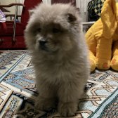Chow Chow Yavru Chow Chow Yavru