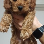 Acil 2 Aylık Maltipoo Yavru Yuva Arıyor