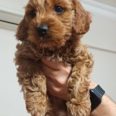 Acil 2 Aylık Maltipoo Yavru Yuva Arıyor