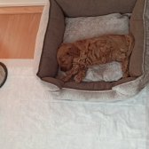 Acil 2 Aylık Maltipoo Yavru Yuva Arıyor