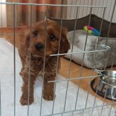 Acil 2 Aylık Maltipoo Yavru Yuva Arıyor