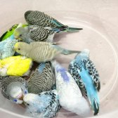 Yeni Yeme Düşen Yavrular