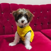 Dişi Terrier 4 Aylık Aşıları Yapılı Aşırı Oyuncu Ve Eğlenceli Bir Kız