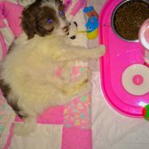 Dişi Terrier 4 Aylık Aşıları Yapılı Aşırı Oyuncu Ve Eğlenceli Bir Kız