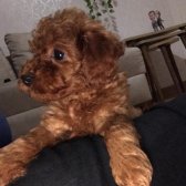 2 Aylık Di̇şi̇ Poodle