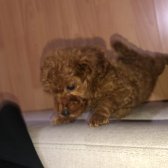 2 Aylık Di̇şi̇ Poodle