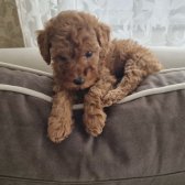 2 Aylık Di̇şi̇ Poodle