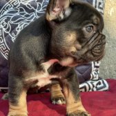 70 Günlük Mi̇ni̇ci̇k French Bulldog