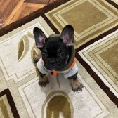 70 Günlük Mi̇ni̇ci̇k French Bulldog