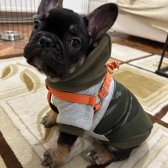 70 Günlük Mi̇ni̇ci̇k French Bulldog