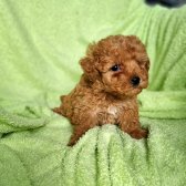 Red Toy Poodle Bebekleri̇mi̇z