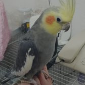 Grey Sultan Papağanı 2.5 Yaşında  Ve Konuşuyor.