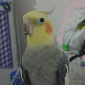 Grey Sultan Papağanı 2.5 Yaşında  Ve Konuşuyor.