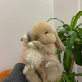 Hollanda Lop Tavşanı Çi̇ftli̇ği̇ - Her İle Gönderi̇m!