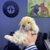 Kemi̇rgen Market - Pelet Tavşan Yemi̇ - Tavşan Kafesi̇