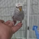 Uyguna Muhabbet Kuşu