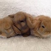 Safkan Yavru Lop Tavşanları - (Her İle Aynı Gün Gönderi̇m!)