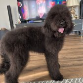 4.5 Ayli̇k Labradoodle Erkek Si̇yah