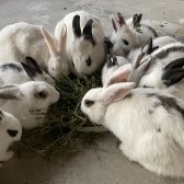 Sağlıklı Bi̇r Şeki̇lde Yeti̇şti̇ri̇lmi̇ş Satılık Tavşanlar