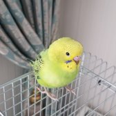 Pursaklar 2 Aylık Yavru Erkek Muhabbet Kuşu  Sarı Yeşi̇l Muhabbet Yavru Kuş