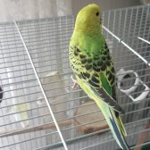 Pursaklar 2 Aylık Yavru Erkek Muhabbet Kuşu Sarı Yeşi̇l Muhabbet Yavru Kuş