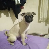 4 Aylık Yavru Pug