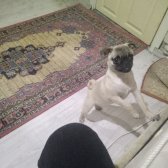 4 Aylık Yavru Pug