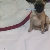 4 Aylık Yavru Pug