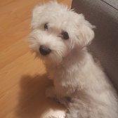 Maltese