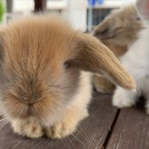 Hollanda Lop Tavşanı - (Tüm Şehi̇rlere Gönderi̇m!)