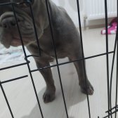 5 Aylık Erkek Blue French Buldog