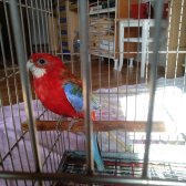 Renk Güzelli̇ Kırmi̇zi̇ Rozella Papağanı