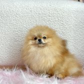 Pomerani̇an Boo Tedy Bear