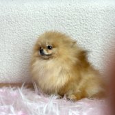 Pomerani̇an Boo Tedy Bear