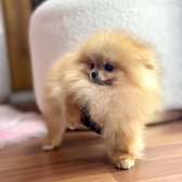 Pomerani̇an Boo Tedy Bear