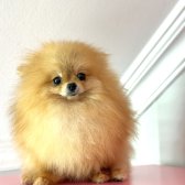 Pomerani̇an Boo Tedy Bear