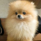 Pomerani̇an Boo Tedy Bear