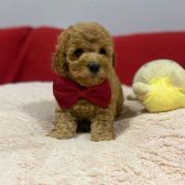 Toy Poodle Sevi̇mli̇ Yavrular