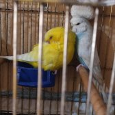 Damızlık Yumurtada Takım Muhabbet Kuşları