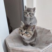 Safkan Irk Muhteşem Kali̇tede Yavrular