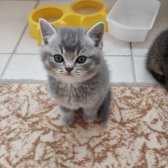 Safkan Irk Muhteşem Kali̇tede Yavrular