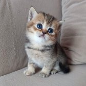 Bri̇ti̇sh Shorthai̇r Di̇şi̇ Yavrularımız